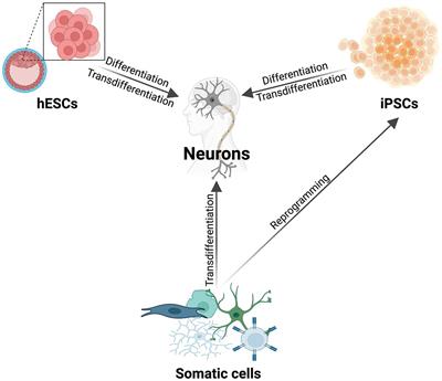 Moving CNS axon growth and regeneration research into human model systems